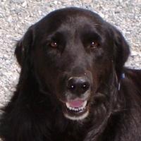 Pia