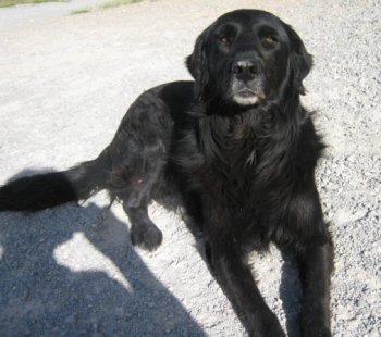 Pia
