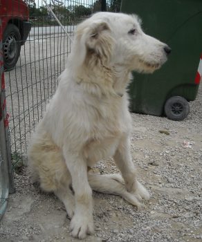 Raffaello