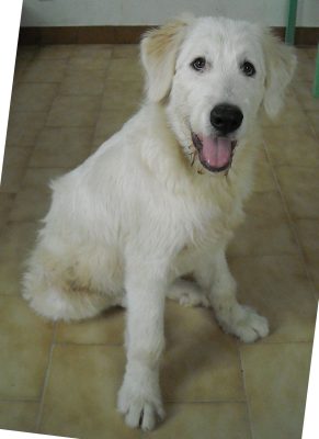 Raffaello