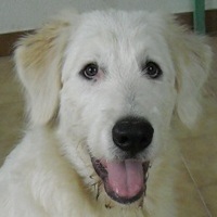 Raffaello