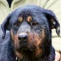 Rotti