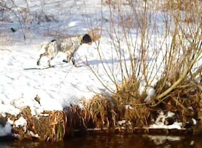 Sonny auf der Pirsch