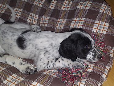 Spotty