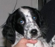 Spotty