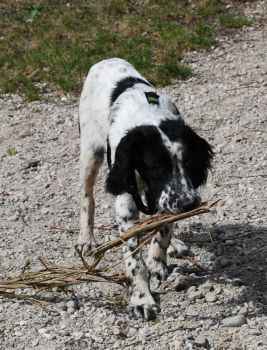 Spotty