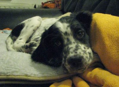 Spotty