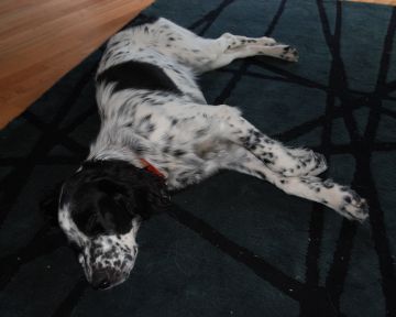 Spotty