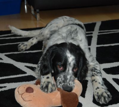 Spotty