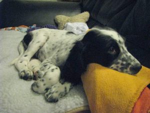 Spotty