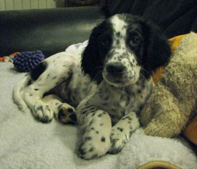 Spotty