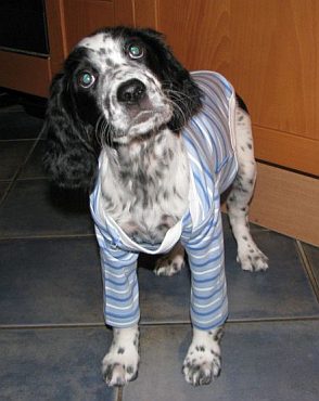 Spotty