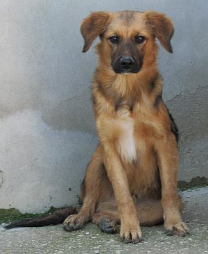 Te Reno