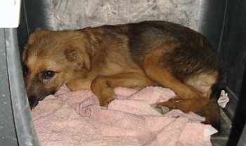 Te Reno