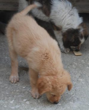 Ting mit Thara