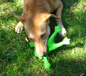 Toy