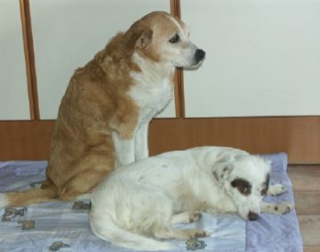 Verny und Morella