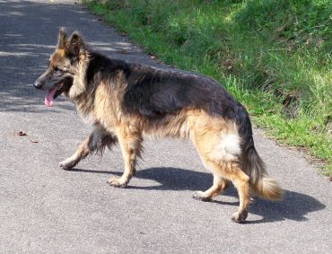 Zanna