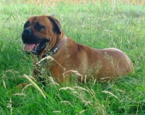 Agatha