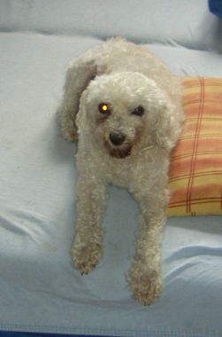 Angelino