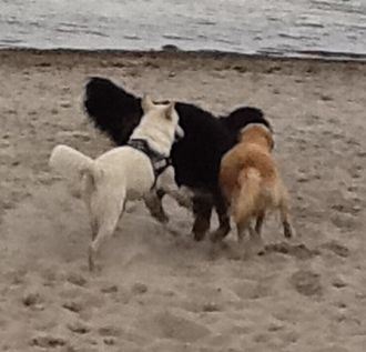 Anton und seine Freunde