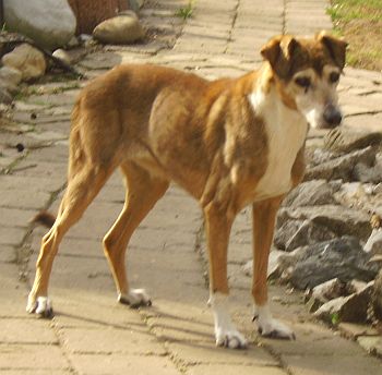 Berta