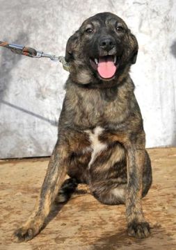 Boxer