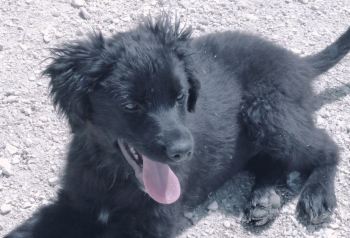 Cesare