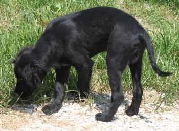 Cesare