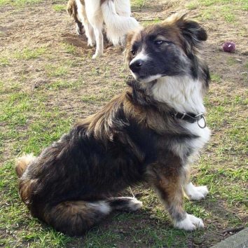 Floofy