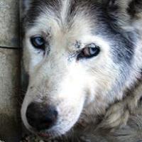 Inka