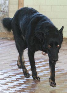 Itala