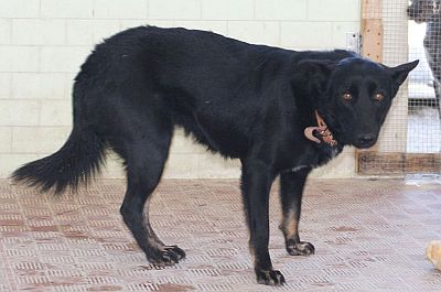Itala