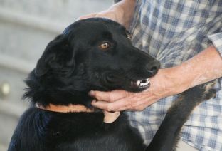Itala