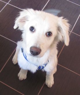 Ivo