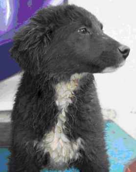 Lola