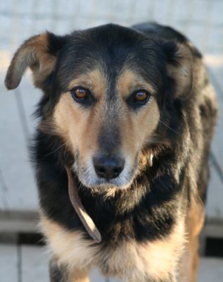 Matteo