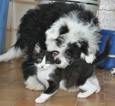 Matz und Silvestro