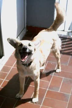 Milli
