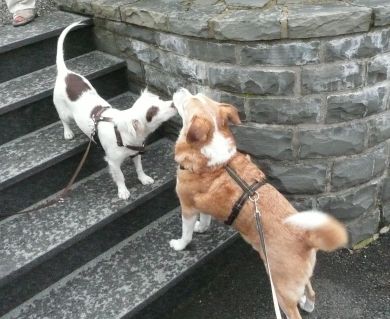Morella und Verny