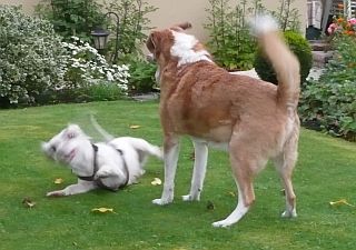 Morella und Verny