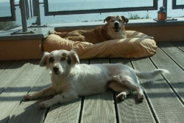 Morella und Verny