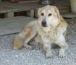 Oz