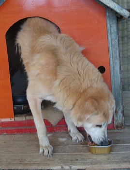 Oz