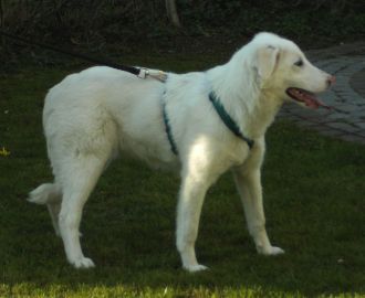Ulla