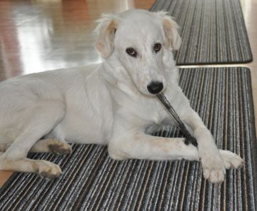Afra