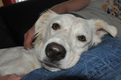 Afra