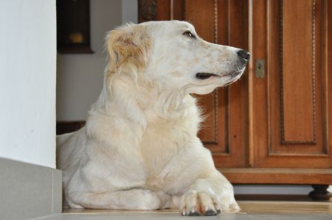 Afra