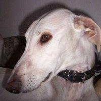 Balu