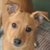 Cloe